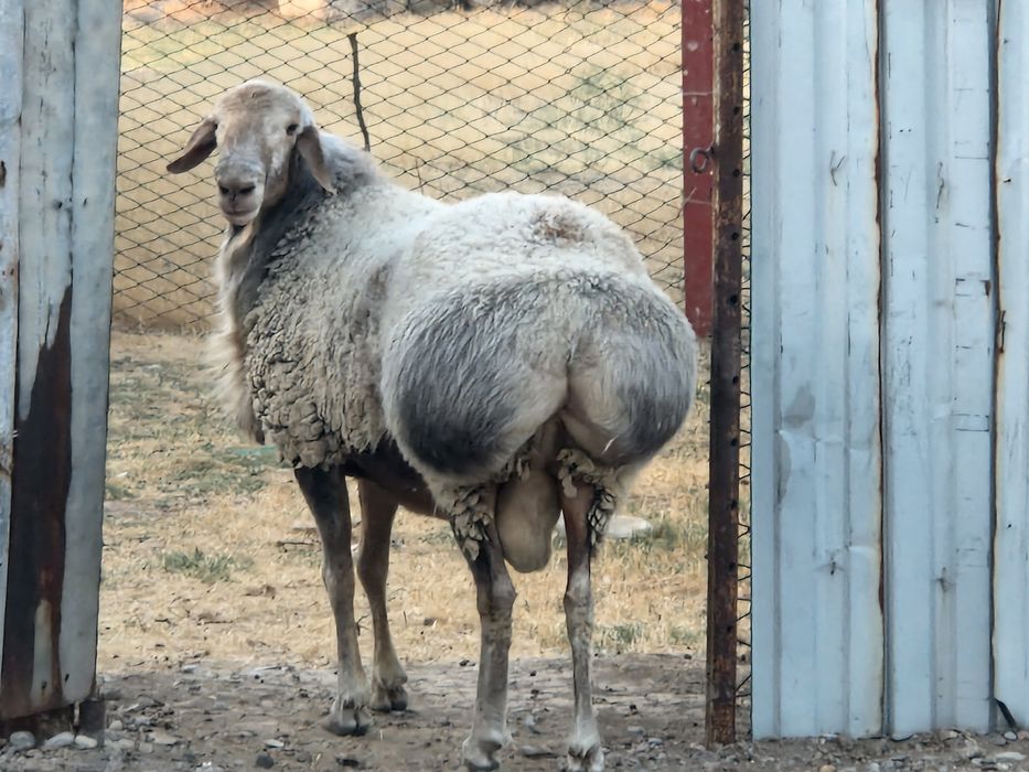 Қой бар қошқар 3 жас
