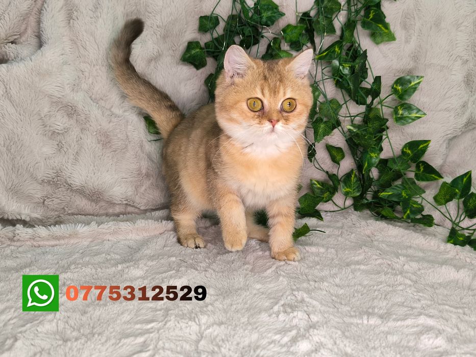 Vand fetita Scottish straight golden chinchilla