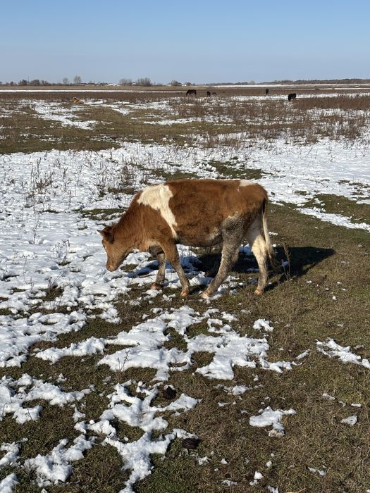 Продам телку