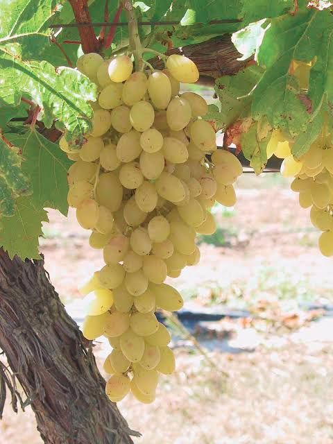 Vita de Vie (De Masa Fără Sâmburi)