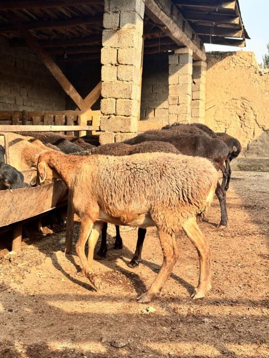 qoylar ona bola ideal