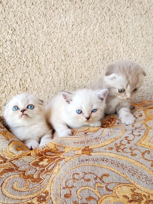 Шотландские котята продам