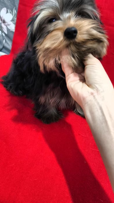 Щенки Йоркширского Терьера!