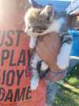 Motanel spre adoptie