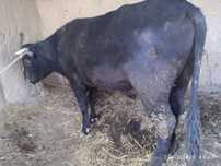 Hokiz sotiladi narxi  22 mln  galishiladi