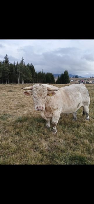 Vând taur Charolaise