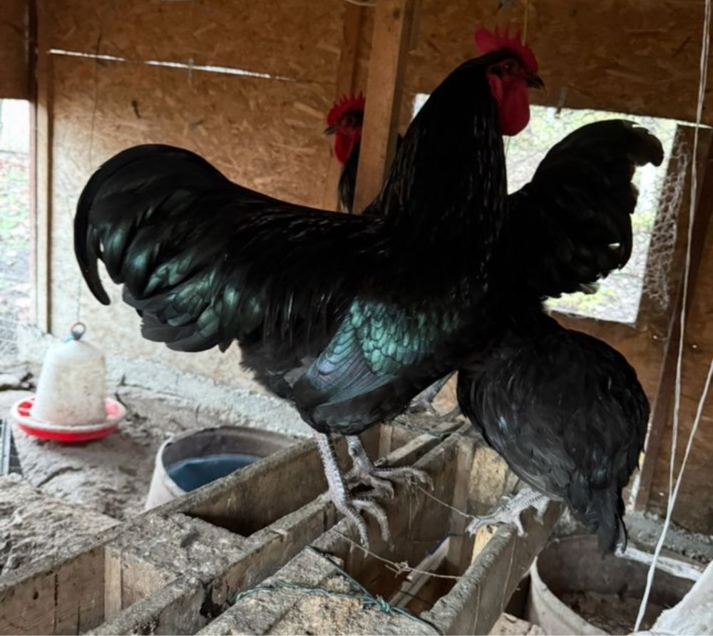Disponibil 2 cocoși Australorp 150 lei buc