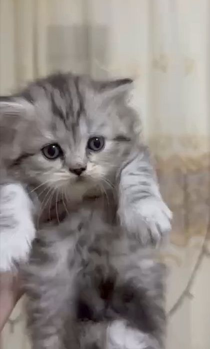 Scottish straigth mushuk.Шотландская стрейтовая кошка