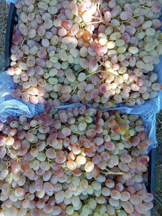 UZUM TOYFI xaladelikda