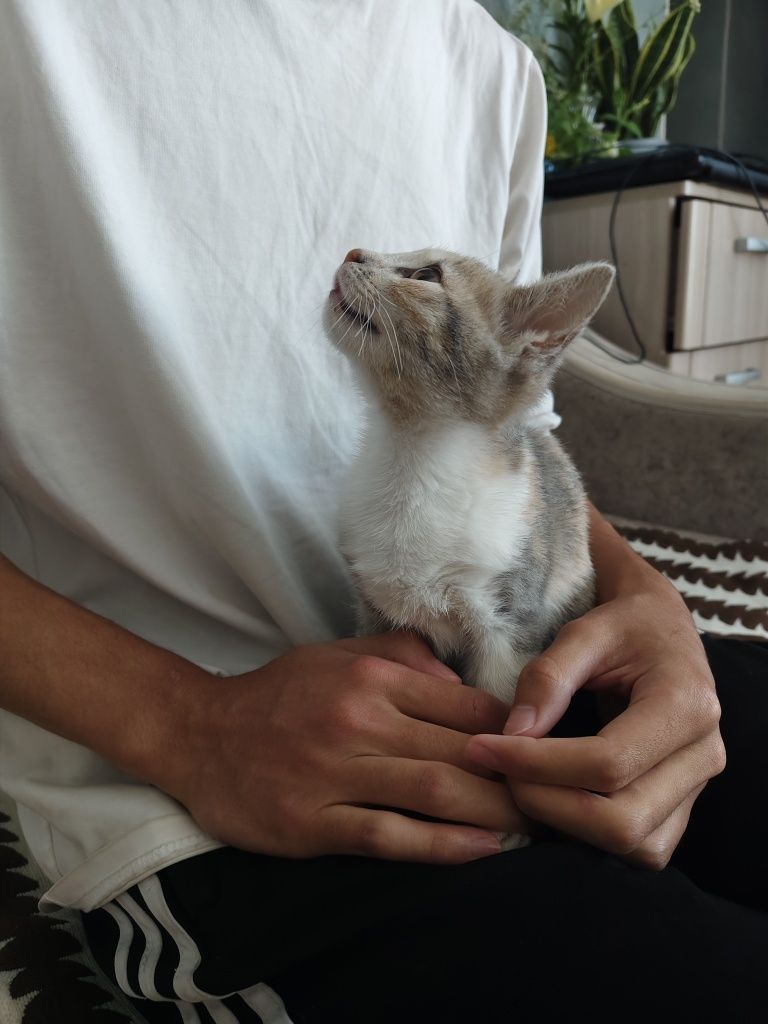 Отдаю котенка бесплатно