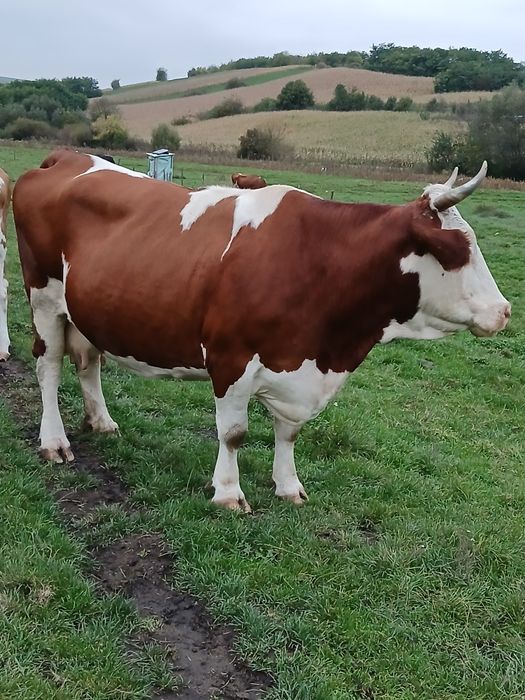Vaca de abator de vânzare