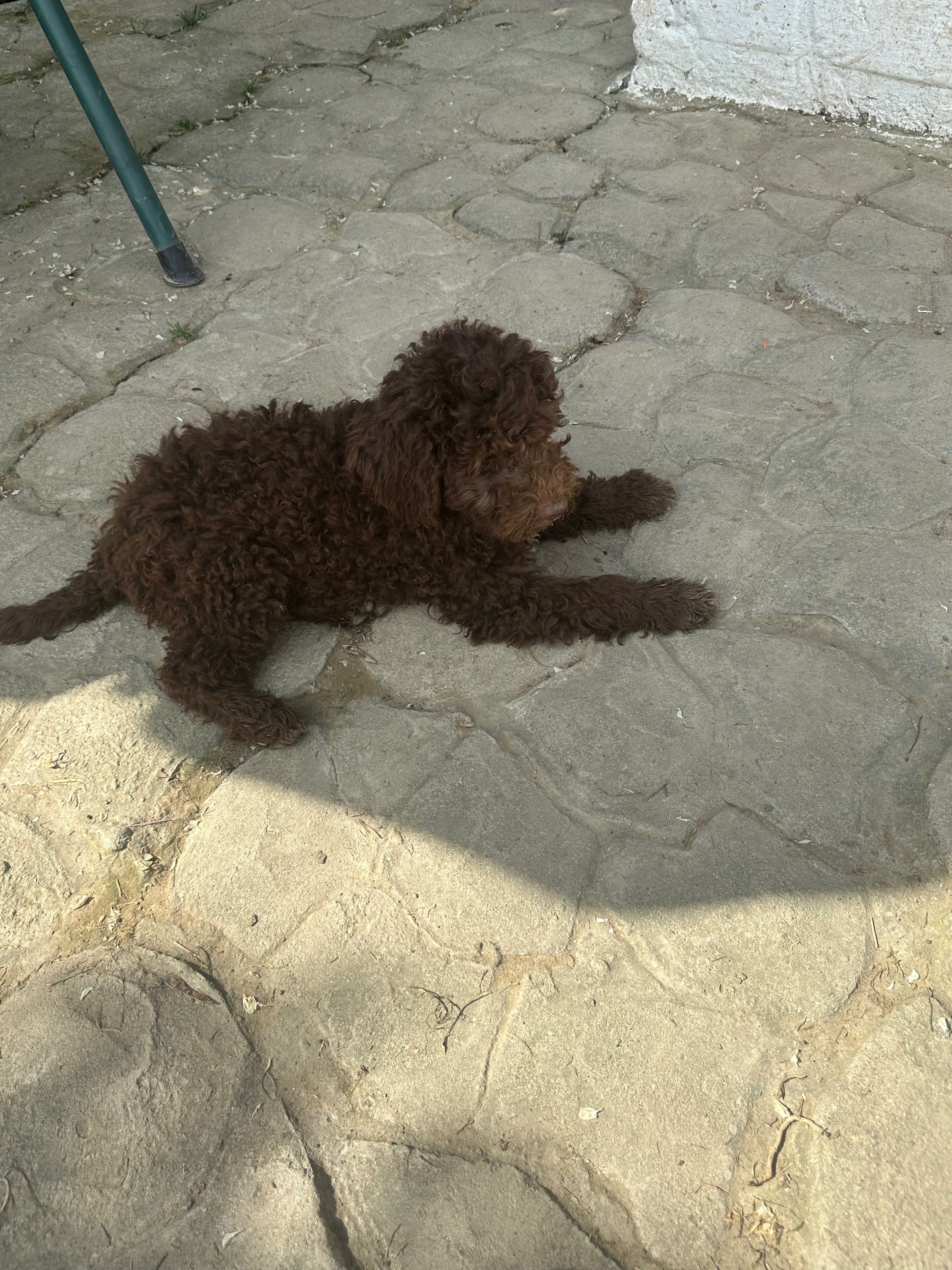 Lagotto Romagnolo