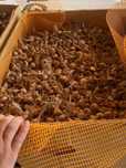 Bulbi de Șofran pentru Plantat – Calitate Superioară, Origine Olanda