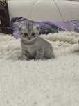 Шотланские котята