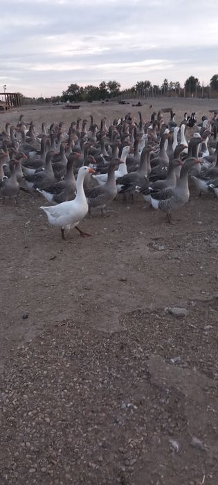 Vând gâște soi mare