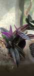 Tradescantia Nanouk