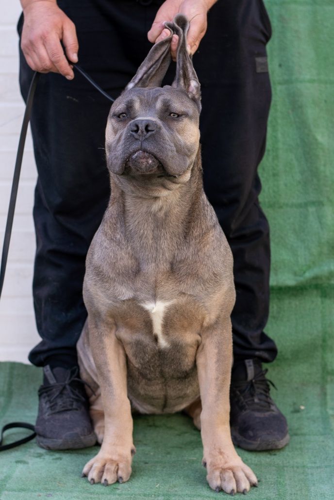 Femela Cane Corso Italiano
