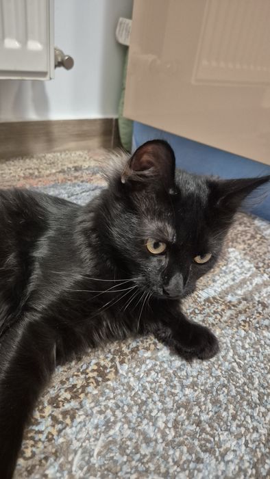 Pufarina motanel de adoptat