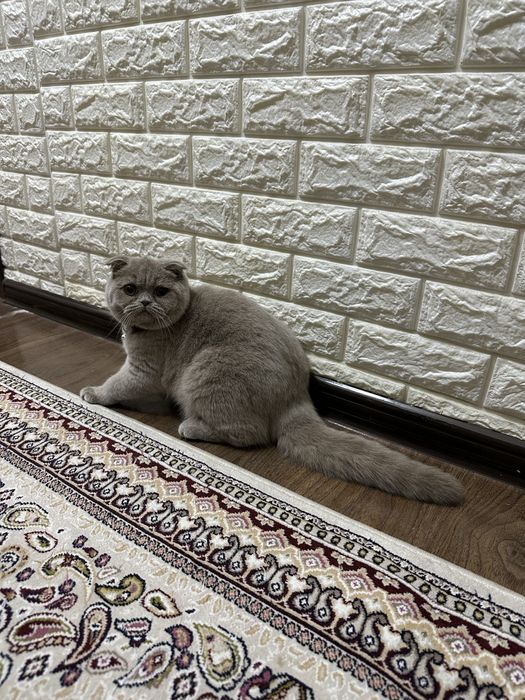 Продаю кошку парода Скоттиш фолд 7 месяцев