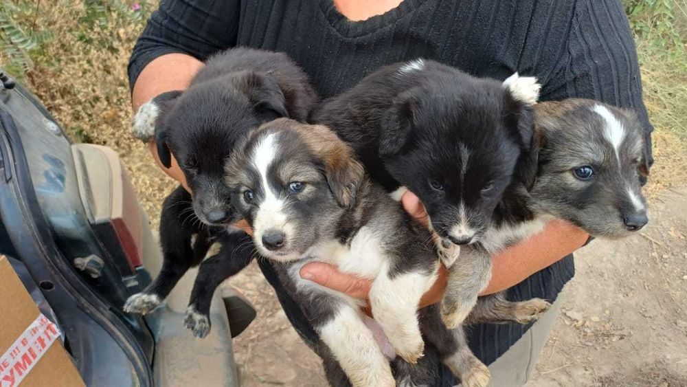 В ответственные руки щенки