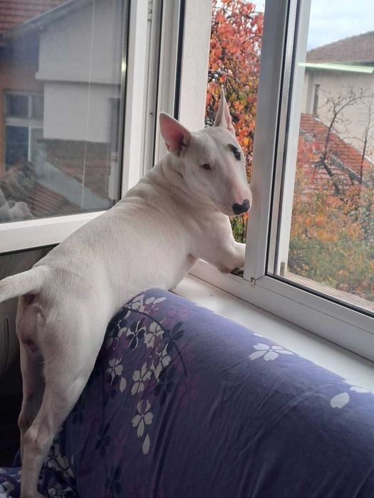 Бултериер чистокръвен