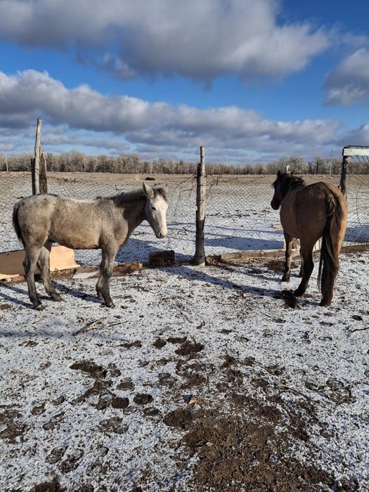 Лошадь продам срочно