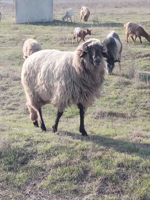 Berbec de vânzare