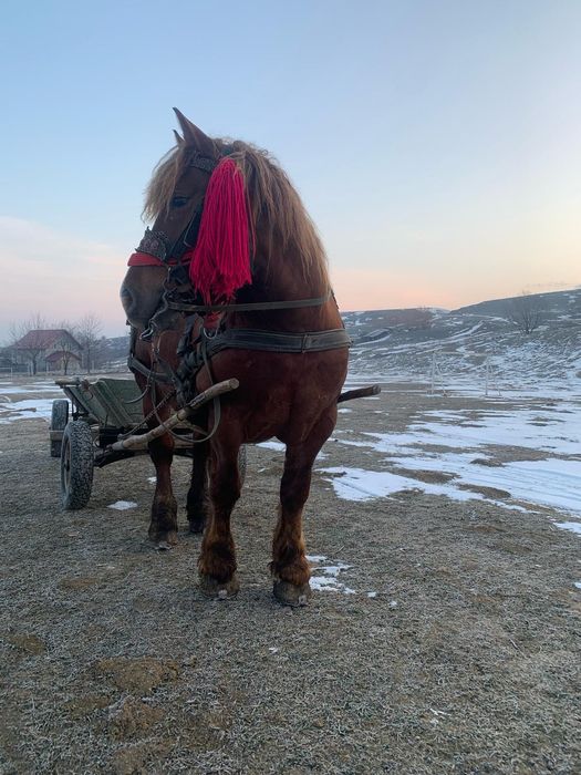 Vând armăsar 3ani sau schimb pe oi