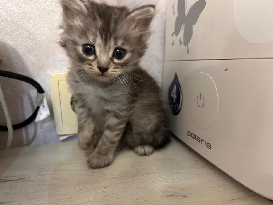 Отдам котят бесплатно