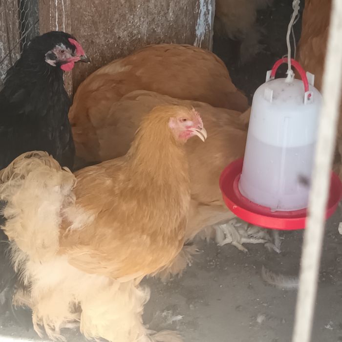 Cocoși Cochin galben