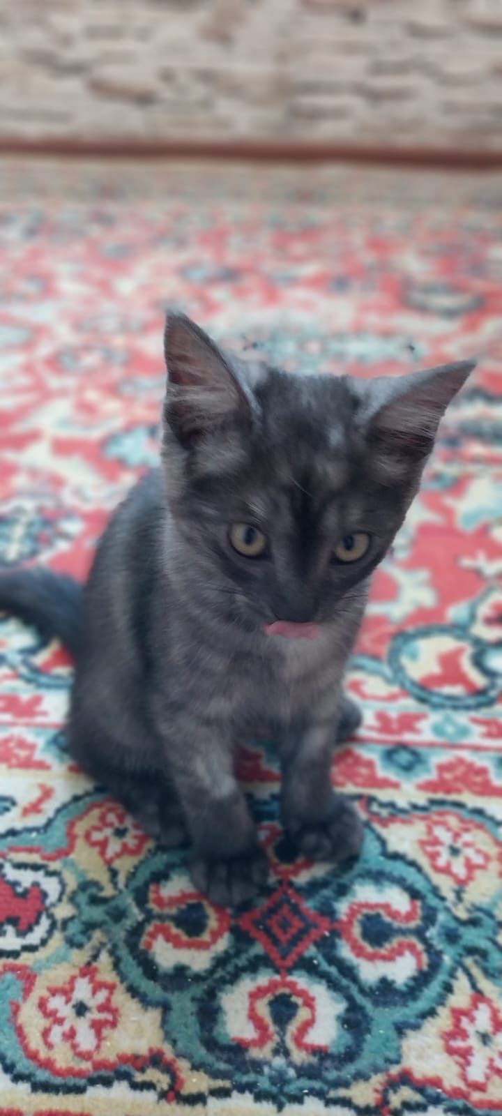 Котенок в добрые руки
