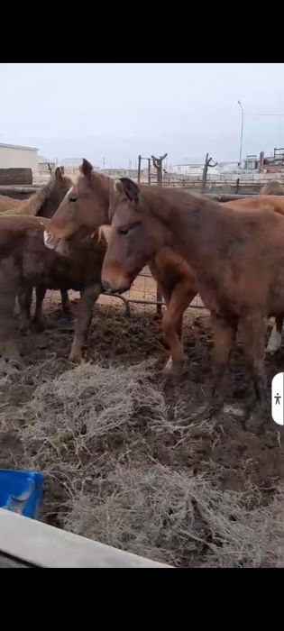 Жылқы Бие Тайлар бар.