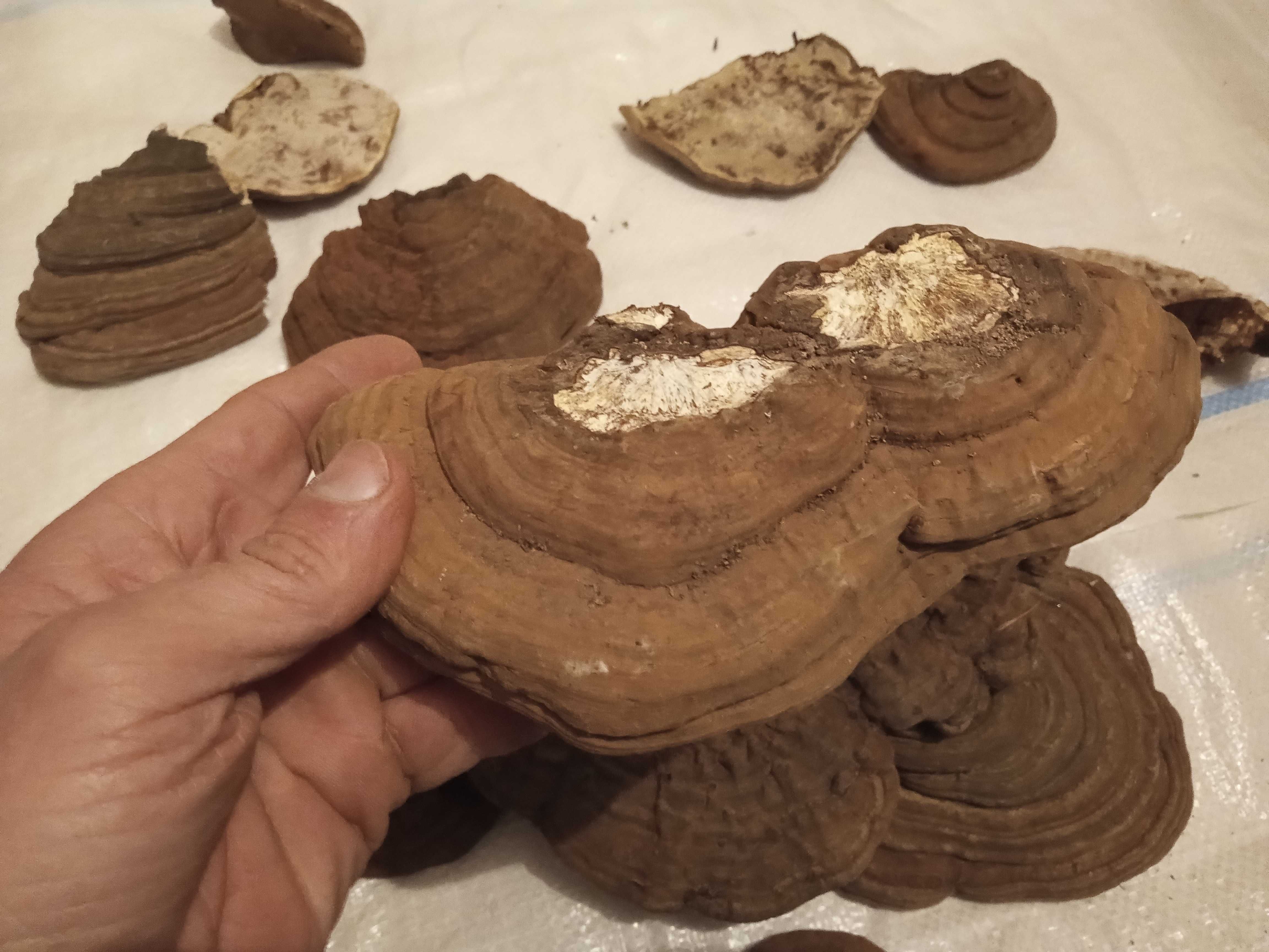 Reishi applanatum/Reishi carnosum elixirul tineretii