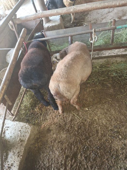 Кучкор Барра сотилади