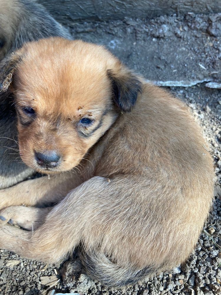 4 catelusi spre adoptie