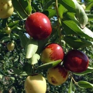 Curmal Chinezesc (Soiuri Diferite )