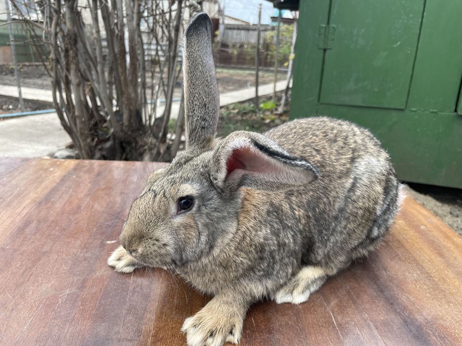 Продам Кроликов