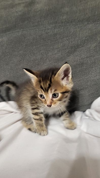 2 котенца си търсят дом!