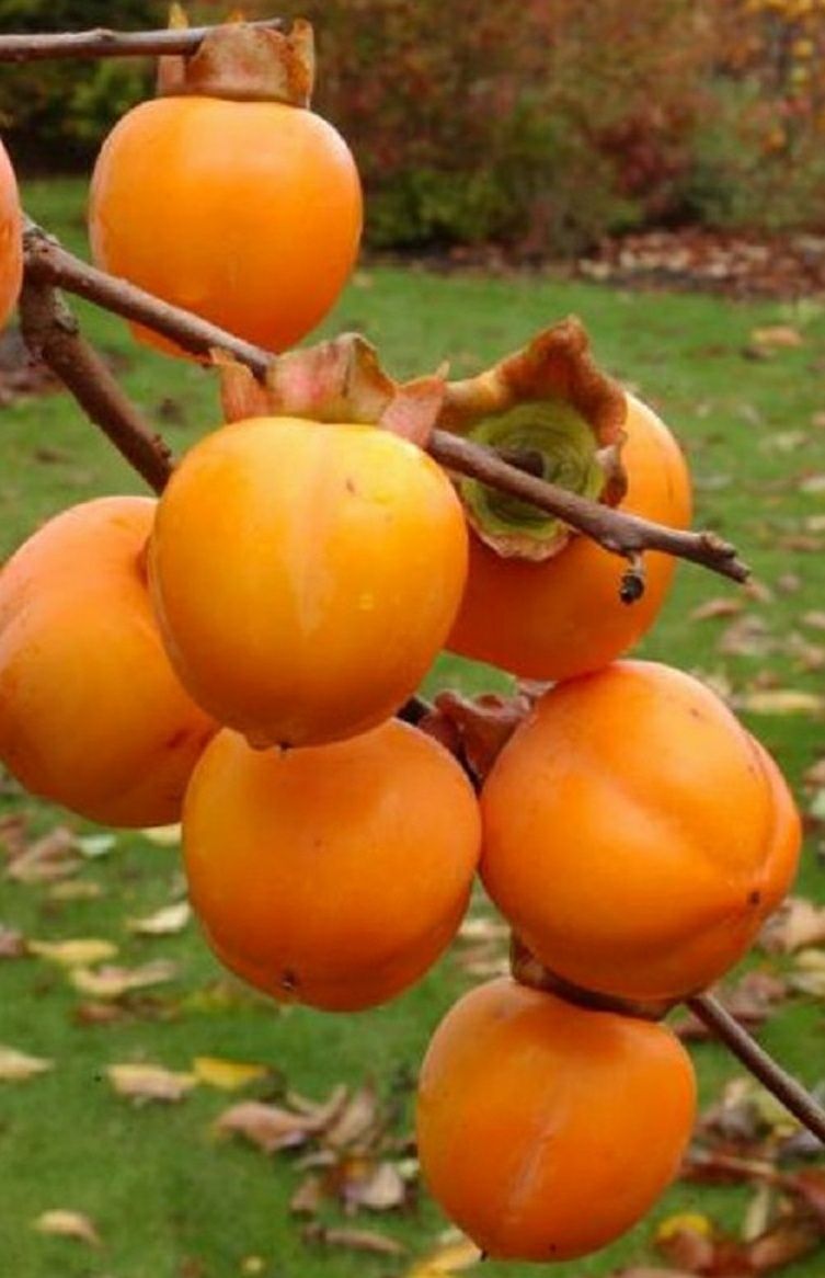 Kaki (Rosseyanka )