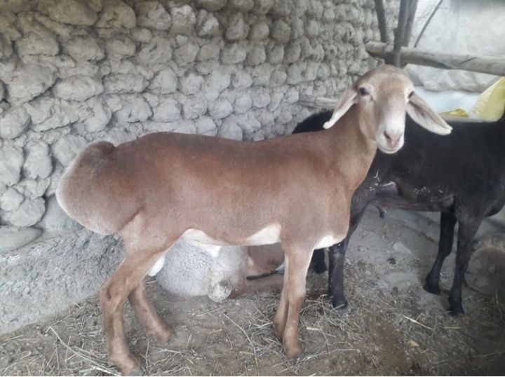 qo'chqorla uyda boqilgan semiz. Joxori bug'doy xashak bilan boqilgan