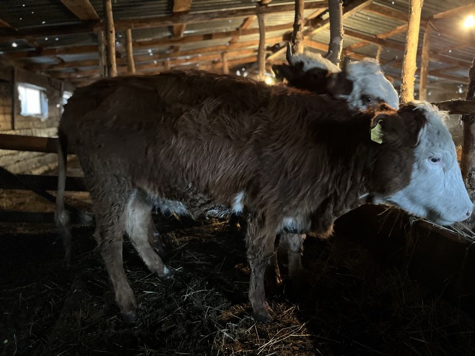 Продается 5 голов КРС