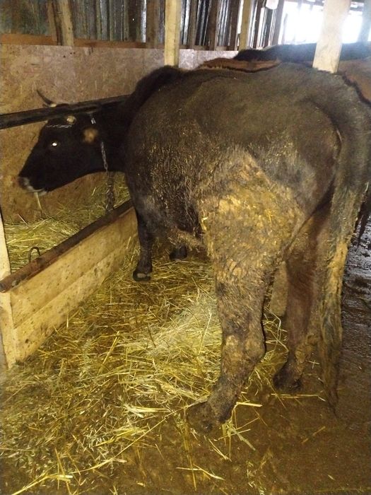 De vânzare 3 vaci gestante preț 55 de milioane bucata fixx