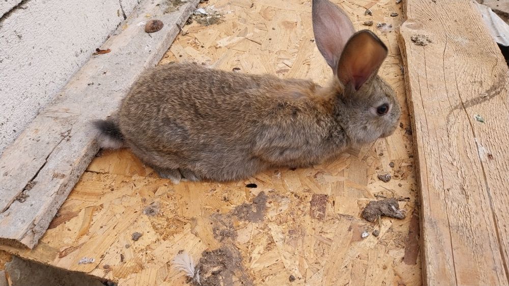 Uriasi German 2 luni