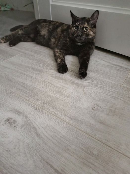 Отдам молодую стерелизованную кошку в добрые руки