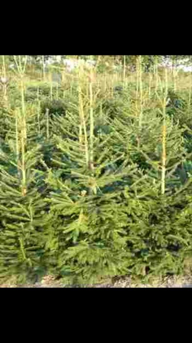Amenajari gradini cu plante ornamentale