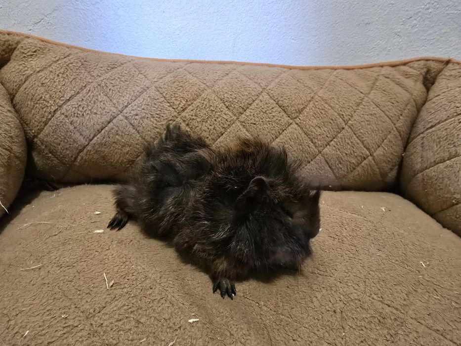 Porcusori de guineea