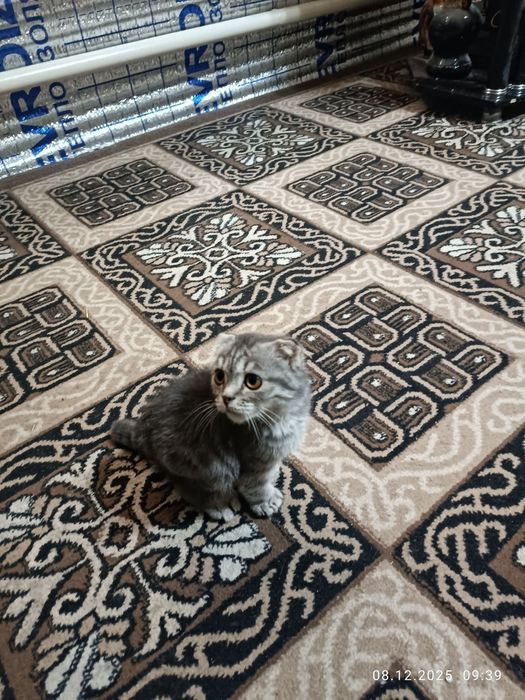 Мушук боласи пародистий