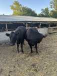 Vaci angus gestante