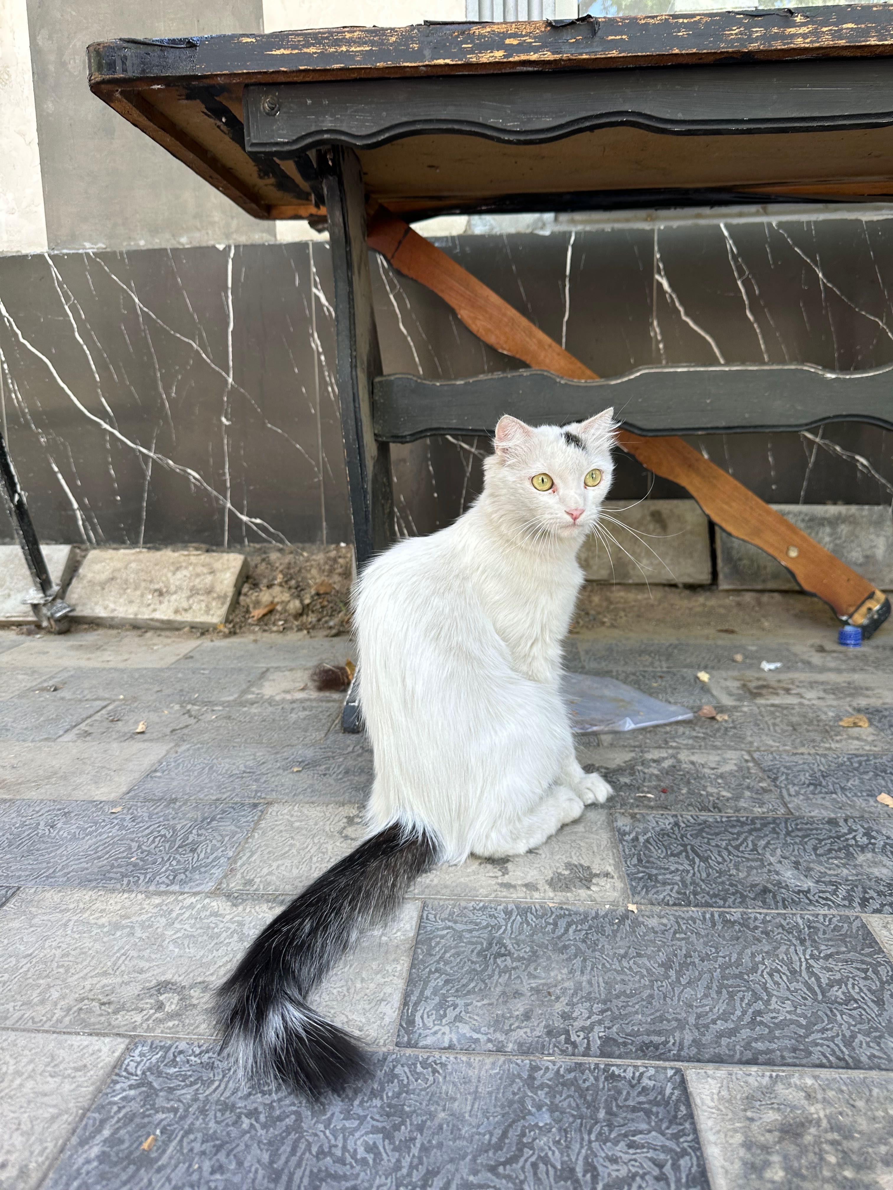Кошка пристраивается