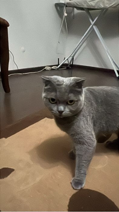 Кошка  Британский короткосрижный